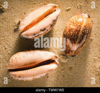 Cowrie Muscheln, Cypraea Arabica. Stockfoto