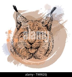 Handskizze stil Portrait von Lynx auf weißem Hintergrund dargestellt. Vector Illustration. Stock Vektor