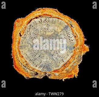 Quercus suber, TS Stammzellen Abschnitt, die gemeinhin als die Korkeiche, Dunkelfeld photomicrograph Stockfoto