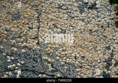 Acorn Barnacles, Balanus balanoides, verkrustete auf Felsen an der Küste, Schottland, Großbritannien Stockfoto