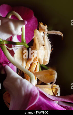 Orchideen- gottesanbeterin Hymenopus coronatus, Malaysia, Stockfoto