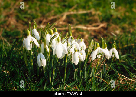 Schneeglöckchen oder gemeinsamen Schneeglöckchen, Galanthus nivalis Stockfoto