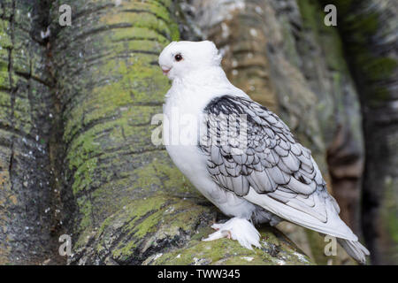 Weiße Taube oder Taube bekannt als die Orientalische Halskrause Taube ein fancy inländischen Taube Rasse für angezeigt und der Zucht. Gefiederten Füße. (Columba livia) Stockfoto