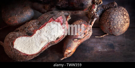 Tapioka root oder Maniok Manihot esculenta, Malaysia Stockfoto