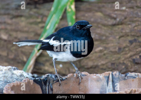 Orientalische Magpie Robin (Copsychus saularis) - Schwarz und Weiß Vogel aus der Familie Muscicapidae - auf einen Baum im Regenwald, thront im Osten ein Stockfoto