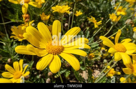 Euryops pectinatus, African Daisy, Blüte im Winter, Devon, Großbritannien Stockfoto