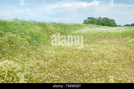 Klatschmohn und Gänseblümchen Abdeckung land bald für Entwicklung mit Bäumen am Horizont auf schönen Sommer morgen zusammen Münster, Beverley, Großbritannien. Stockfoto