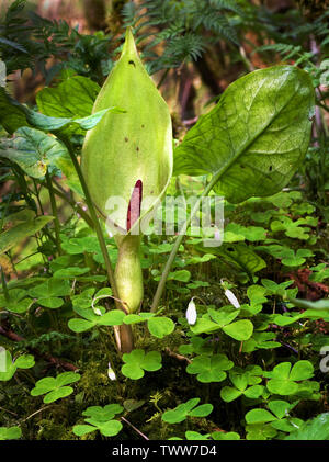 Herren und Damen oder Kuckuck Pint Arum maculatum wachsende unter Sauerklee in Derbyshire woodland UK Stockfoto