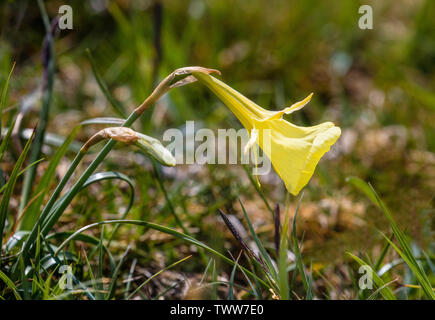 Narzisse bulbicodium der Petticoat narzisse Blüte in der kurzen alpinen Rasen in der Picos de Europa" im Norden Spaniens Stockfoto