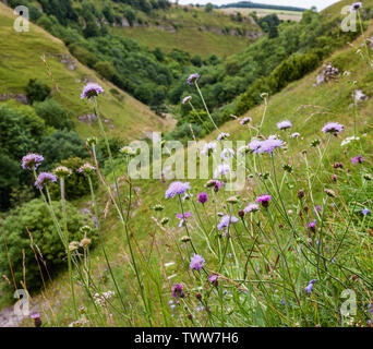 Feld-witwenblume Knautia arvensis wächst an den steilen Grashängen von deepdale in der Nähe von Buxton in der Derbyshire Peak District DE Stockfoto