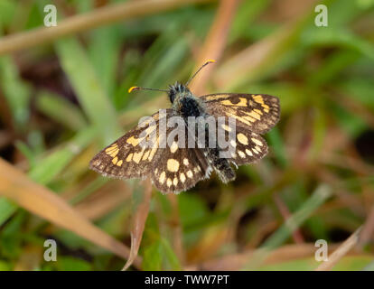 Carterocephalus palaemon Chequered skipper Schmetterling an Glasdrun in der Nähe von Fort William in den Highlands von Schottland Großbritannien Stockfoto