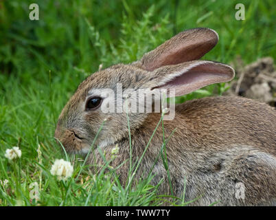 Junge europäische Kaninchen Oryctolagus cuniculus grasen in einer Wiese von einem Waldrand in Somerset UK Stockfoto