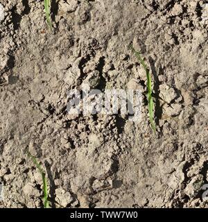 Sehr detaillierte nahtlose Textur muster von Hektar Boden und Schmutz in hoher Auflösung Stockfoto