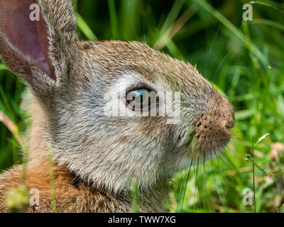 Intime Nahaufnahme Porträt einer jungen europäischen Kaninchen Oryctolagus cuniculus durch einen Waldrand in Somerset UK Stockfoto