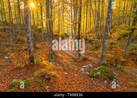 Buche Wald bei Sonnenuntergang, Sonne, Einstellung auf idyllische kleine Straße, Anschluss in den Wald. Laub in Italien, Blätter Teppich und bemoosten Bäume. Stockfoto
