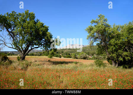 Mont Sainte-Victoire und Mohnfeld bei Beaurecueil in der Nähe von Aix-en-Provence Provence Frankreich Stockfoto