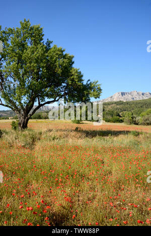 Mont Sainte-Victoire und Mohnfeld bei Beaurecueil in der Nähe von Aix-en-Provence Provence Frankreich Stockfoto