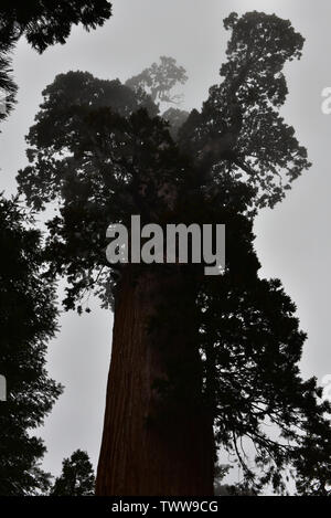 Giant Sequoia Hoch Stockfoto