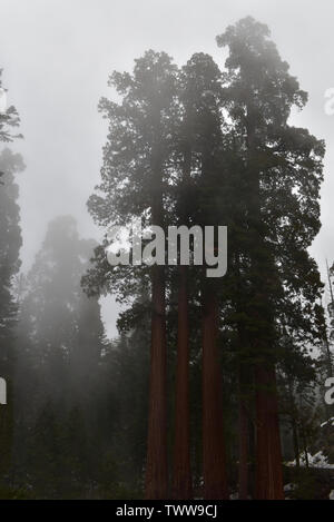 Giant Sequoia Hoch Stockfoto