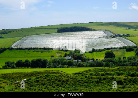 Kartoffelfeld in Einzelnutzung Kunststoff abgedeckt als Schutz gegen Frost, Dorset, Großbritannien - Johannes Gollop Stockfoto