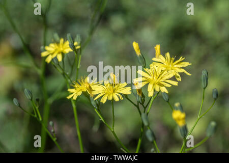 Gelbe Blumen/Nipplewort Lapsana communis. Die jungen Blätter können gegessen werden als überleben Essen gekocht.