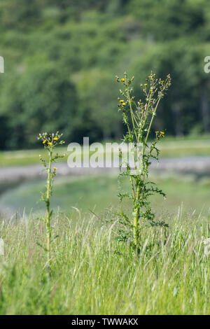 Gelbe Blüten, Knospen und Blüten der stachelige Leistungsbeschreibung - Thistle/Sonchus asper wachsen in der Weide. Stockfoto