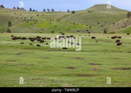 Die sanften Hügel und Flachland der South Dakota Prairie voller Familien von Bison und Präriehunde im Frühjahr an der Custer State Park, Stockfoto