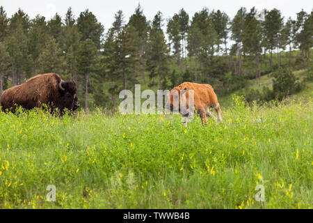 Ein süßes kleines Baby bison Vor seiner Mutter läuft im hohen Gras und Wildblumen der Custer State Park in South Dakota. Stockfoto