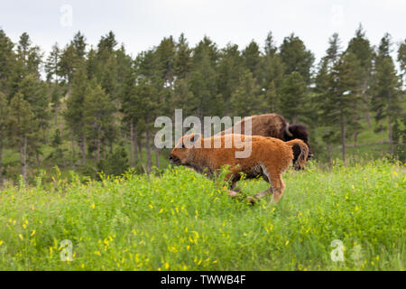 Ein süßes kleines Baby bison mit seiner Zunge heraus hängen läuft vor seiner Mutter im hohen Gras und Wildblumen der Custer State Park, Stockfoto