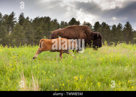 Ein süßes kleines Baby bison mit seiner Zunge heraus hängen läuft vor seiner Mutter im hohen Gras und Wildblumen der Custer State Park, Stockfoto