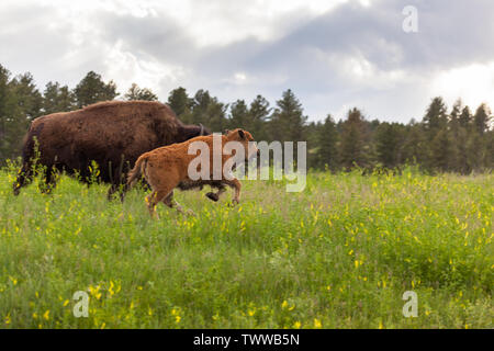 Ein süßes kleines Baby bison mit seiner Zunge heraus hängen läuft vor seiner Mutter im hohen Gras und Wildblumen der Custer State Park, Stockfoto