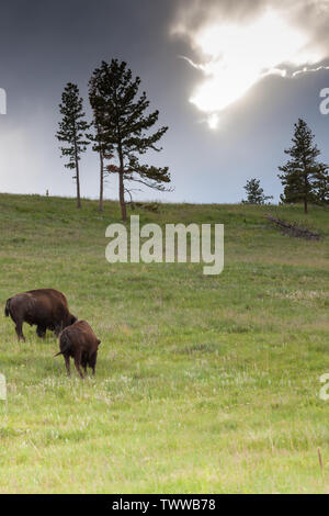 Zwei Bisons grasen auf einem Hügel am Nachmittag Sonnenschein durch dicke Gewitterwolken im Custer State Park in South Dakota bricht. Stockfoto