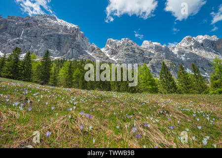 Lawine in den steilen Bergen von Italien, saftige Wiese voller Krokusse Blumen. Grünen Weide in Wildblumen bedeckt, der Schneeschmelze in den Bergen. Stockfoto