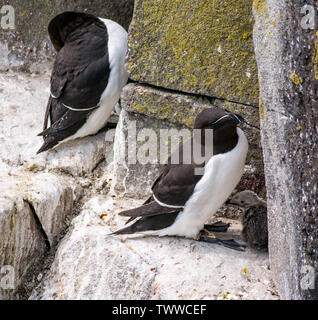 Insel, Nordsee, UK. 23. Juni 2019. Seevögel auf der Scottish Natural Heritage Nature Reserve. Ein tordalk, Alca torda, Elternteil hält seine Küken auf einer Klippe Vorsprung sicher Stockfoto