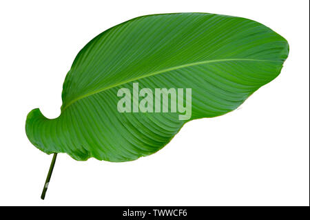 Blätter Calathea ornata Pin Stripe Hintergrund weiß isolieren Stockfoto