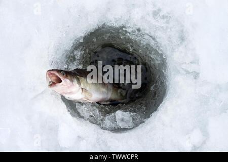 Fisch europäischen Zander (Stizostedion lucioperca) in das Loch im Eis. Eisfischen Stockfoto