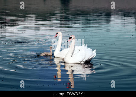 Paar Höckerschwäne (Cygnus olor) mit flaumige Küken (hässliche Entlein) auf See Stockfoto