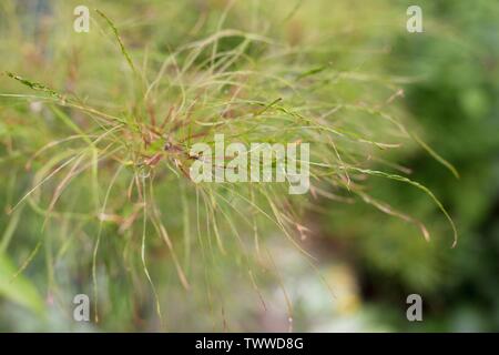 Nahaufnahme von Acer palmatum 'Fairy Hair' Japanischer Ahorn Baum. Stockfoto