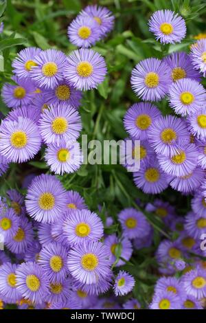 Erigeron speciosus Blumen. Stockfoto