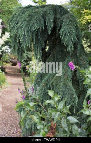 Cedrus deodara Feelin' 'Blau' Cedar Tree. Stockfoto