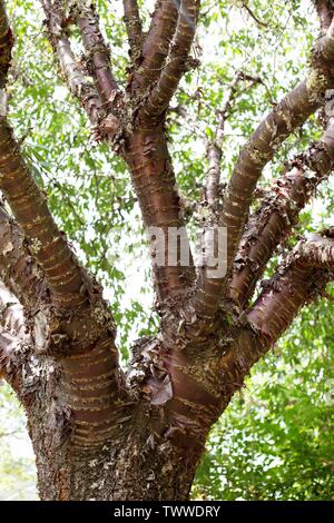 Nahaufnahme eines Prunus Serrula (Tibetische Cherry) Baum. Stockfoto