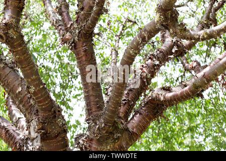 Nahaufnahme eines Prunus Serrula (Tibetische Cherry) Baum. Stockfoto
