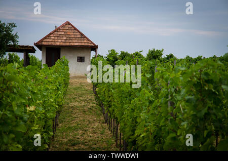 Kleine weiße Haus Reihe von Pflanzen der grünen Weinberg Stockfoto