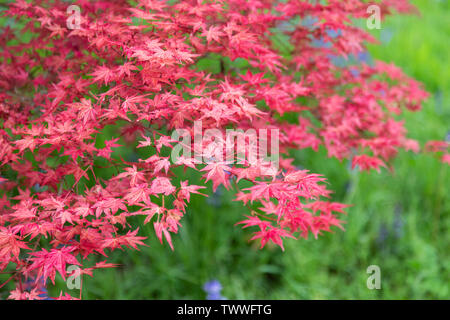 Die bunten roten Frühlingsblätter von Acer palmatum Deshojo vor einem verschwommenen grünen Hintergrund - England, UK Stockfoto