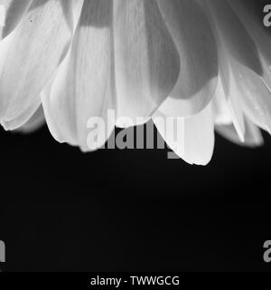 Detail der weißen Chrysanthemen Flower auf schwarzem Hintergrund Stockfoto