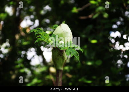 Scharfkraut Blumen entlang der Seite der Straße in Capelle Aan den IJssel, die Menschen und Tieren schaden können. Stockfoto