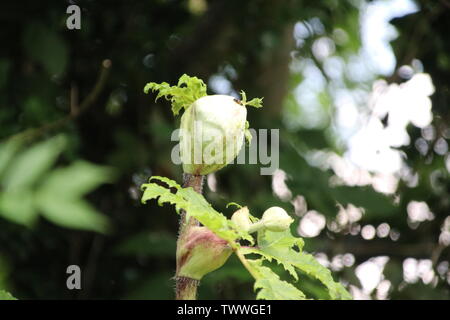 Scharfkraut Blumen entlang der Seite der Straße in Capelle Aan den IJssel, die Menschen und Tieren schaden können. Stockfoto