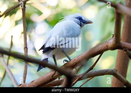 Kritisch bedrohte weiße Bali Starling myna leucopsar Victoriae sitzen auf einem Zweig in einem Wald Stockfoto