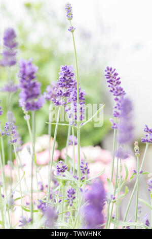 Soft flieder Lavendel Blume Spikes. Mit der Tiefe der Schärfe konzentriert. Makro / close-up Stockfoto