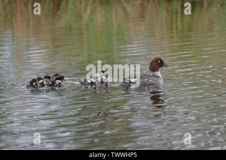 Weibliche Schellente, Bucephala clangula, mit Küken auf dem Loch Mallachie in der Nähe von Loch Garten, Highlands Schottland Großbritannien Stockfoto